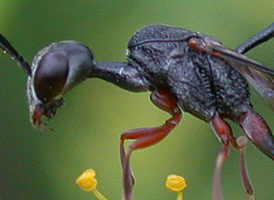 Gasteruption assectator